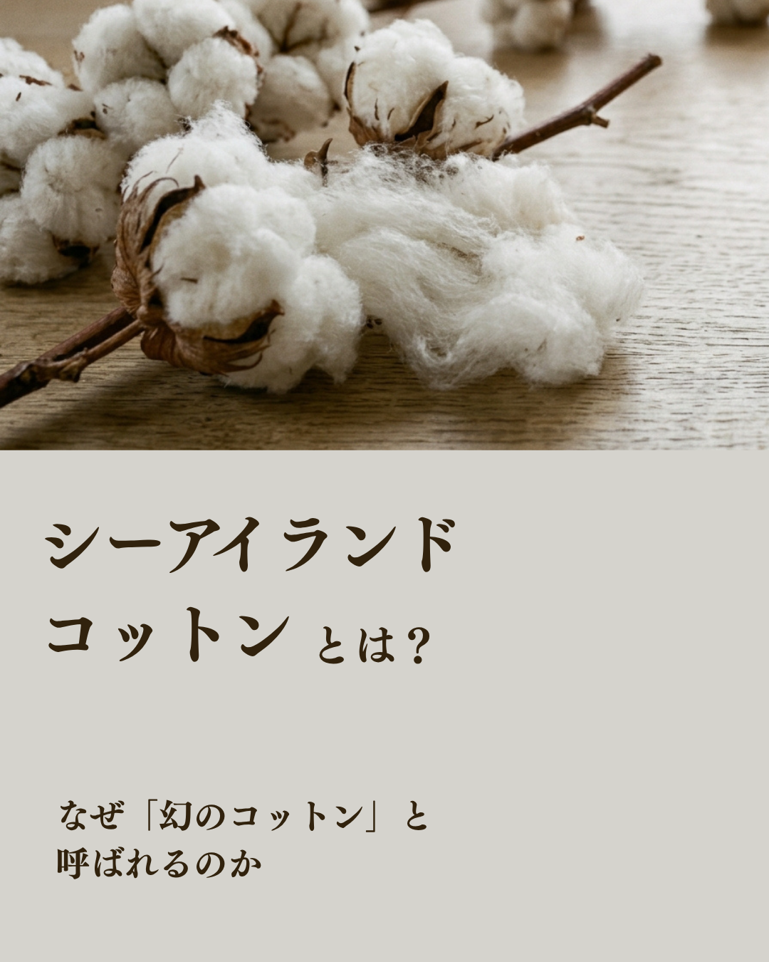 シーアイランドコットンとは？ なぜ「幻のコットン」と呼ばれるのか。普通の綿との違いから、American Sea Island Cottonの復活、JOHN SMEDLEYの技術まで徹底解説